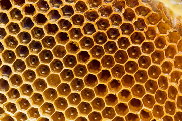 Beekeeping, honeycombs with honey. Dietary, therapeutic product.