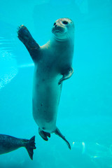 Fototapeta premium Cute seal swim in zoo aquarium