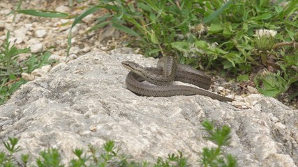 Smooth snake (Coronella austriaca) moving away
