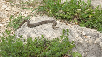 Smooth snake (Coronella austriaca) moves slowly on a rock