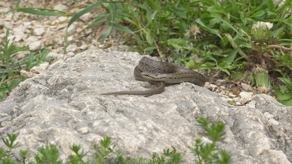 Coronella snake on a rock in the wild