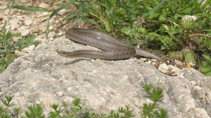 Smooth snake (Coronella austriaca) sunbathing on a rock