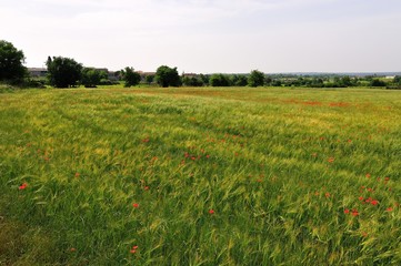 Fototapeta premium Champ de coquelicots en Ardèche, France