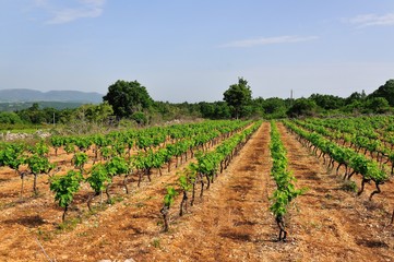 Fototapeta na wymiar Vignes et vignoble en Ardèche, région Auvergne-Rhône-Alpes, France