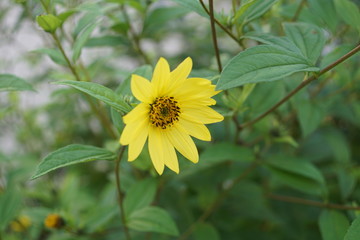 yellow flower on green background of grass