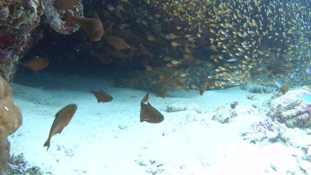 Brown-marbled grouper hidden under underwater cornice, 4K stock video footage