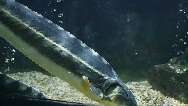 Russian sturgeons are in a fish tank