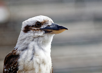 martin 