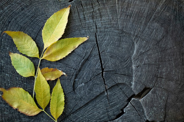 Closeup of autumn leaves on a wooden hemp.