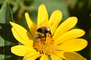 Bee on a yellow flower.Close-up.Green blurred background.
