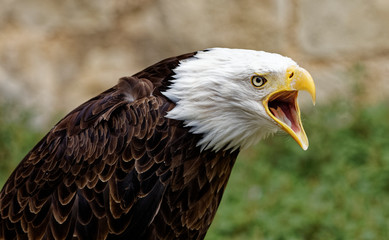 Fototapeta premium aigle