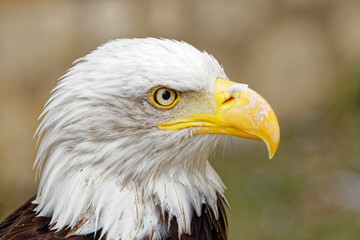 aigle