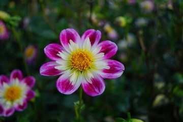 Obraz premium flower in the garden Dahlia