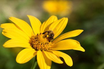 bee on yellow flower