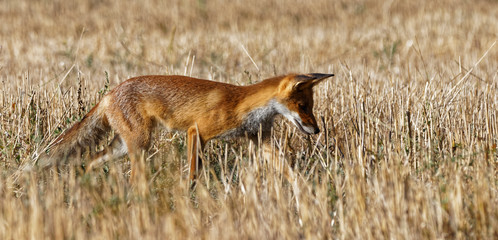 renard