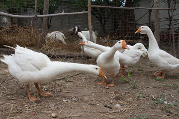 Home geese