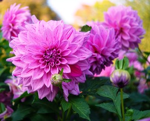 pink flowers in the garden, Dahlia
