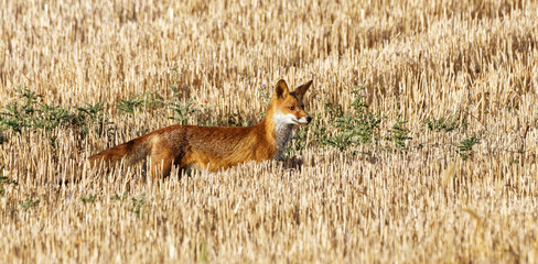 Naklejka premium renard