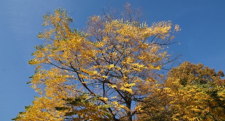 yellow tree in autumn