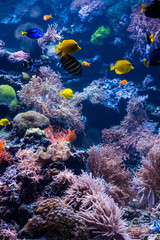 Naklejka na ściany i meble beautiful underwater world with tropical fish