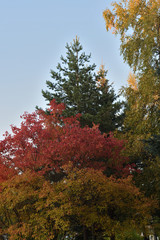 Autumn landscape with multi-colored tops of trees. Red and yellow foliage of maple and birch and green pine