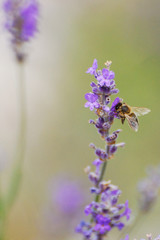 Lavande, Alpes Maritimes, France
