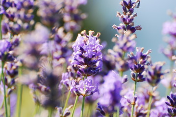 Gros plan de Lavande, Alpes Maritimes, France