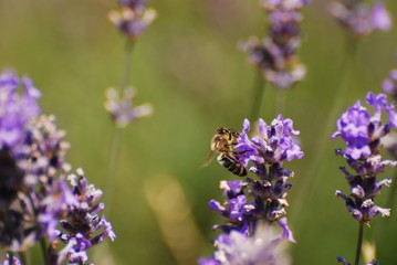 Gros plan de Lavande et abeille butinant, Alpes Maritimes, France