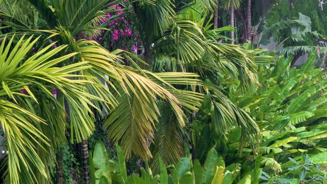 Tropical rain, rainstorm or thunderstorm raining in a green jungle environment with palm trees. Shot with location sound.