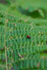 Beautiful ladybug on bright and showy green fern leaves close up.