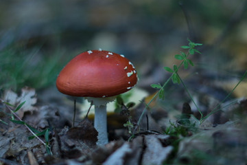 Red mushroom growing in autumn humidity
