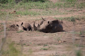 Fototapeta premium Nashorn Mama und Baby schlafen, auf Safari in Südafrika