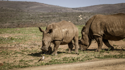 Fototapeta premium Nashorn Mama und Baby auf Safari Südafrika