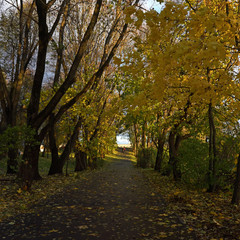 Autumn alley in a city park with colorful trees and fallen leaves on the ground and asphalt on a sunny day. Autumn city landscape.