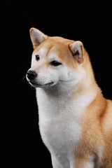 Red shiba inu at black background