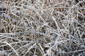 Hoarfrost on the grass. Moscow, Russia.
