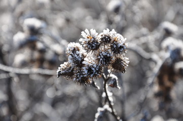 Hoarfrost on the grass. Moscow, Russia.