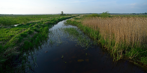 Wassergraben mit Schilfzone im Bialowieza Park, Polen
