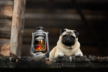 The pug 