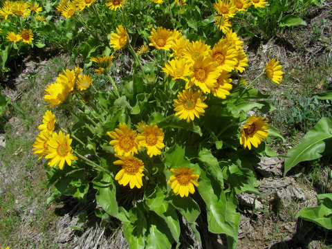 Bright yellow flowers in full bloom on this Arrowleaf Balsamroot. On a hillside with full sunlight.