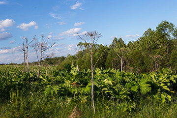 Green leafs and dry flower stalks of dangerous plant Parsnip Sosnowski (Heracleum sosnowskyi, giant hogweed, cartwheel-flower, giant cow parsley, hogsbain) on blue sky