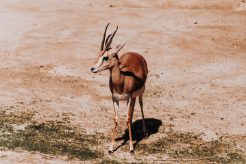 Dorcas Gazelle isolated
