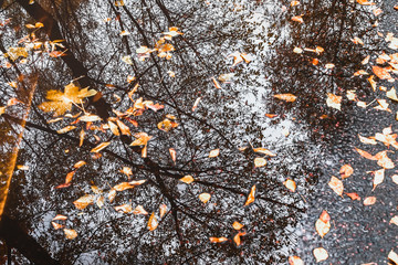 Autumn puddle with reflections of trees and fallen yellow leaves. Cloudy day after the rain. Natural background