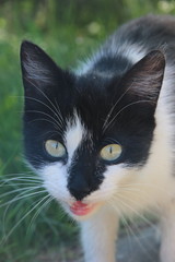 cat black with white spots on a walk on the background of green grass	