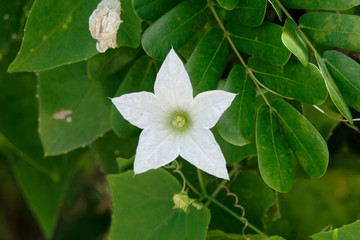 fleur blanche du coccinia grandis en Guyane française