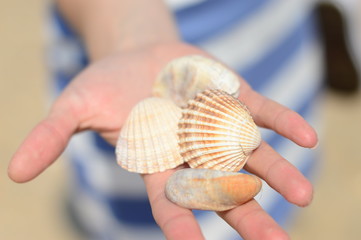 shells in hand