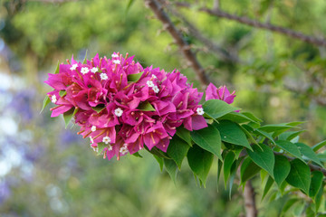 Fleurs de bougainvillier en Guyane française
