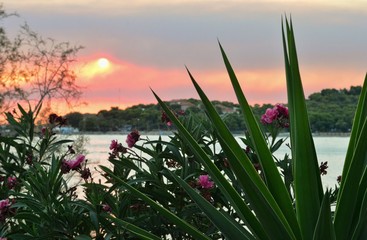 sunset with flowers