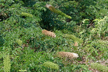 grappes de l'entama polystachya en milieu sauvage en Guyane fran&ccedil;aise