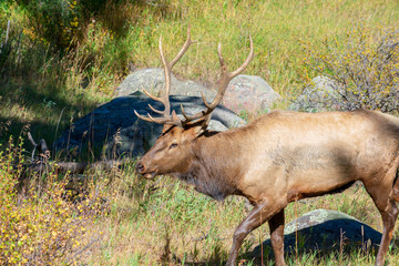 Rocky mountain elk walking through a mountain meadow